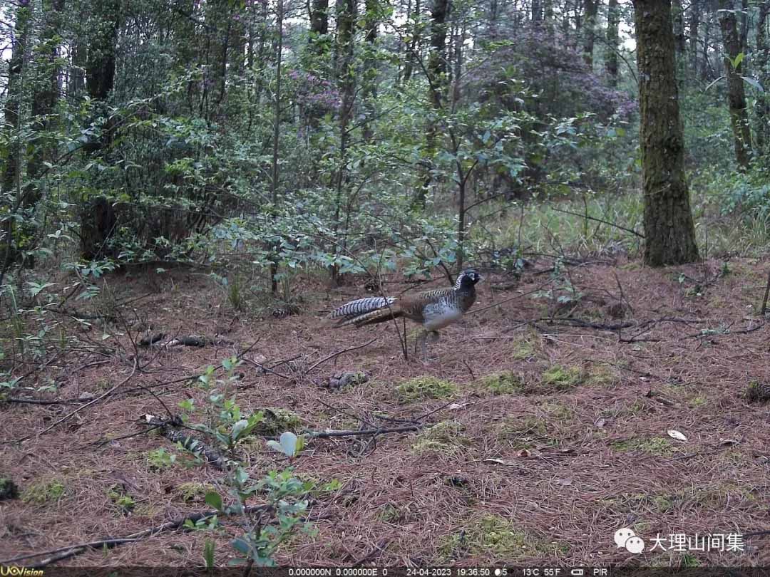 1714112989377687.jpg 7.jpg