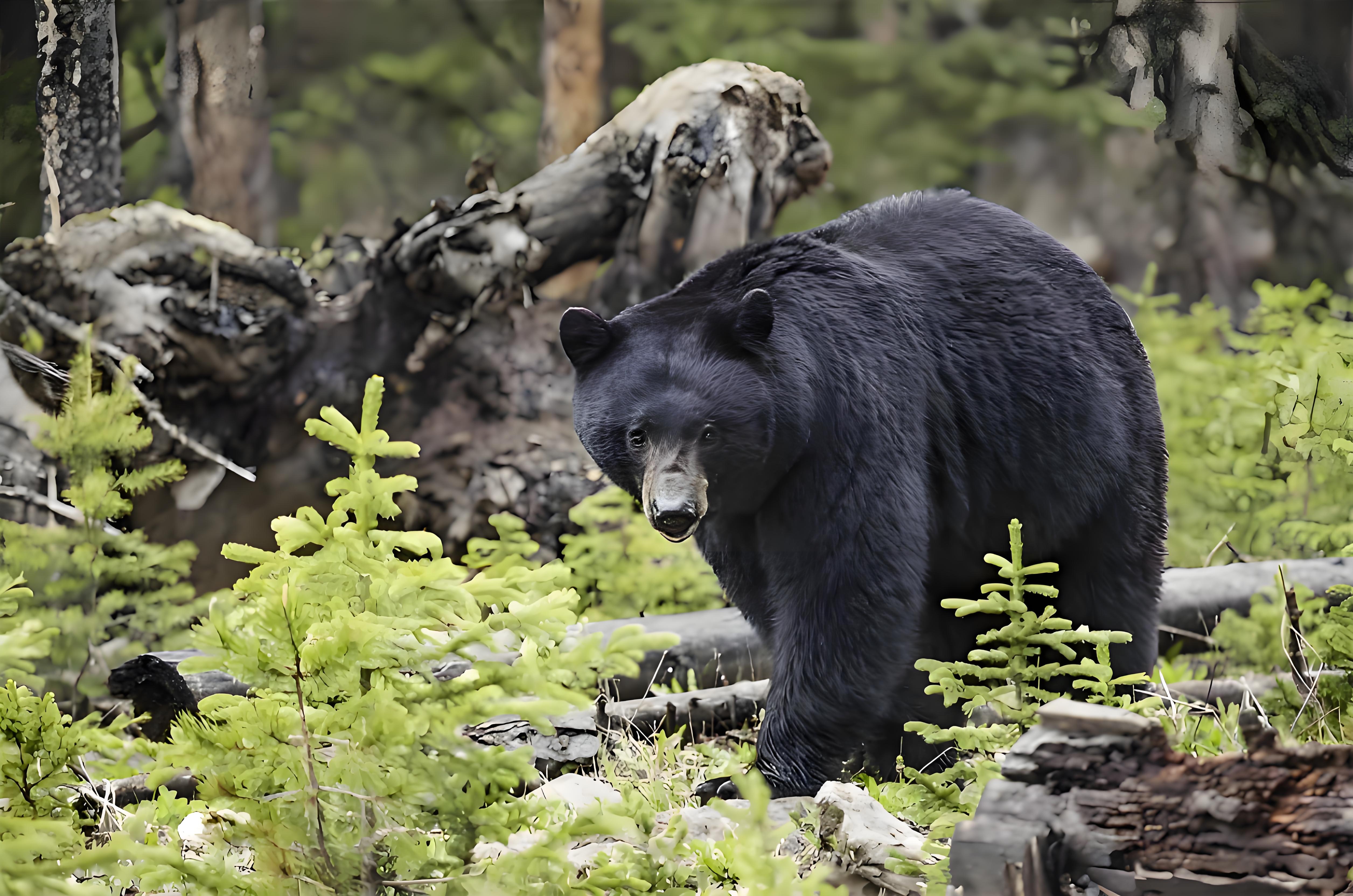 1728615307212507.jpg 18b0b03b-35cf-4368-a1f0-a46b0c71e536.jpg