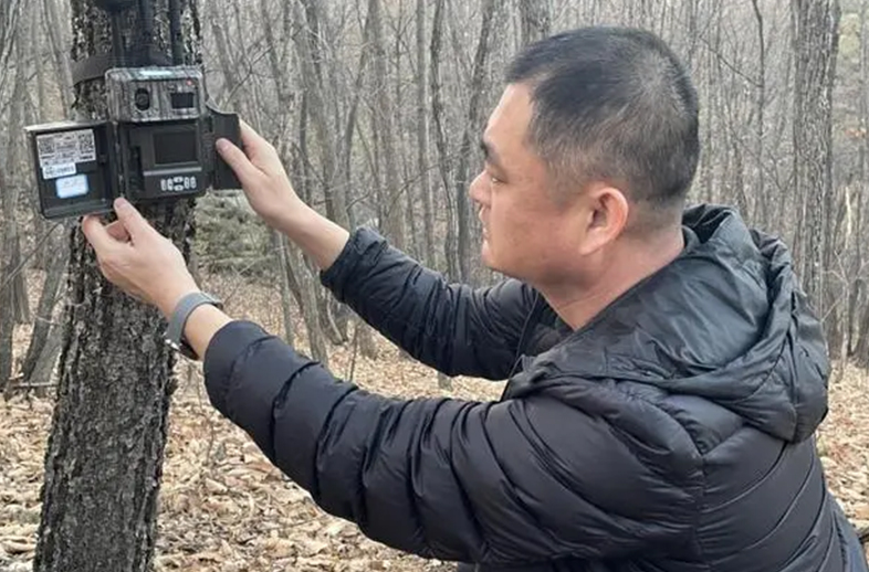 守護自然之眼、共筑綠色生態——密山市林業和草原局應用優威視訊紅外相機技術開展野生動物監測保護工作