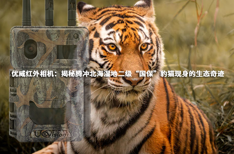 優威紅外相機：揭秘騰沖北海濕地二級“國保”豹貓現身的生態奇跡