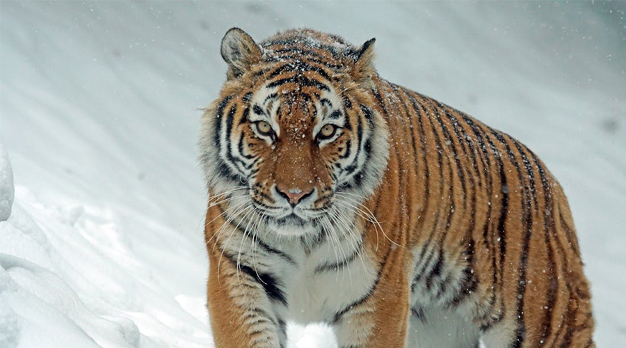 1741579124223483.jpg 未標(biāo)題-4.jpg